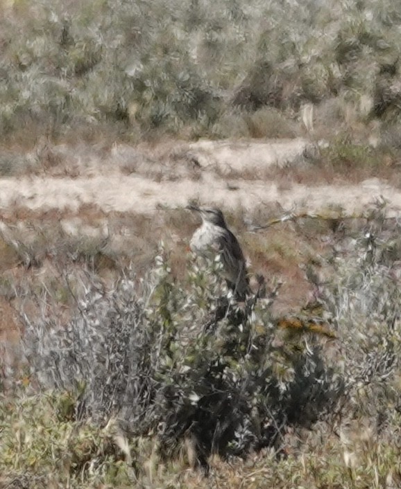 Kap Toygarı (curvirostris/falcirostris) - ML489024811