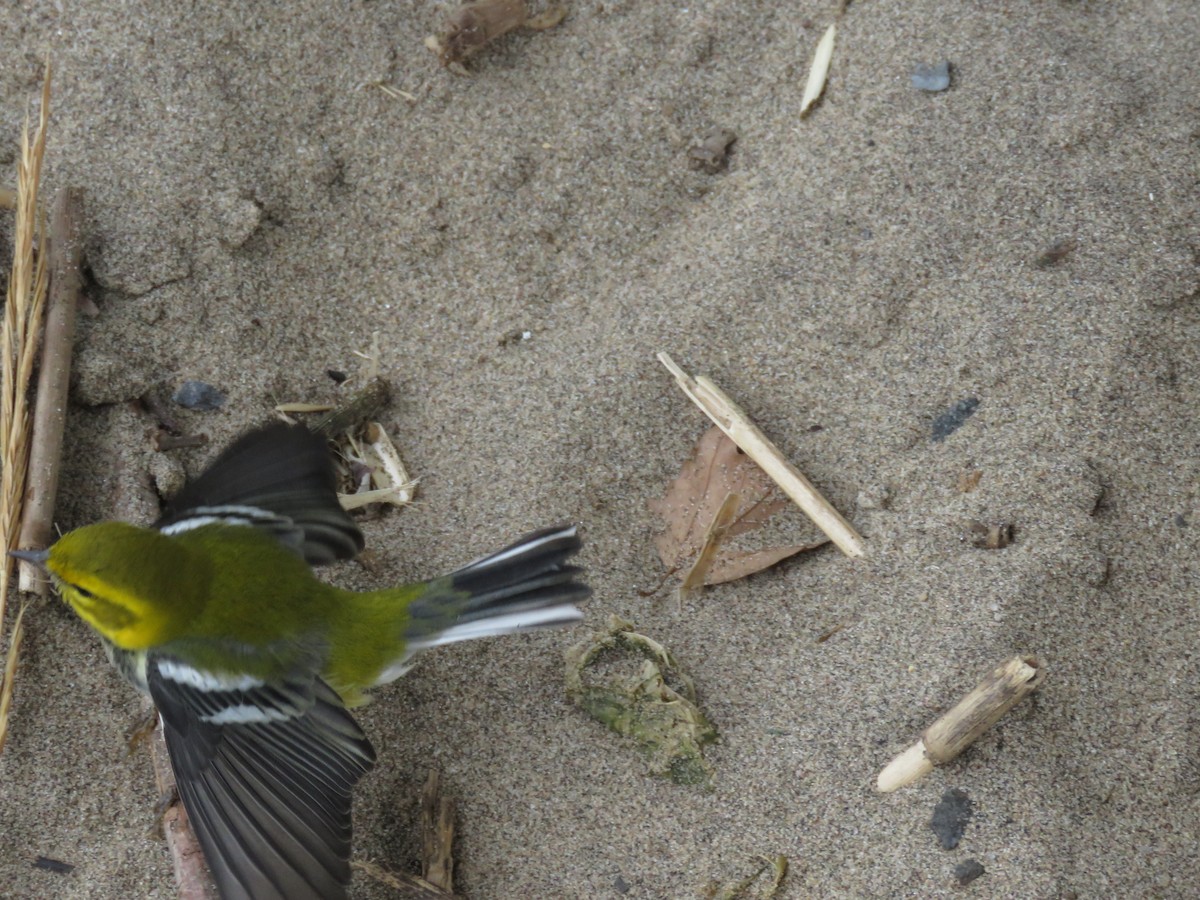 Black-throated Green Warbler - ML489025601