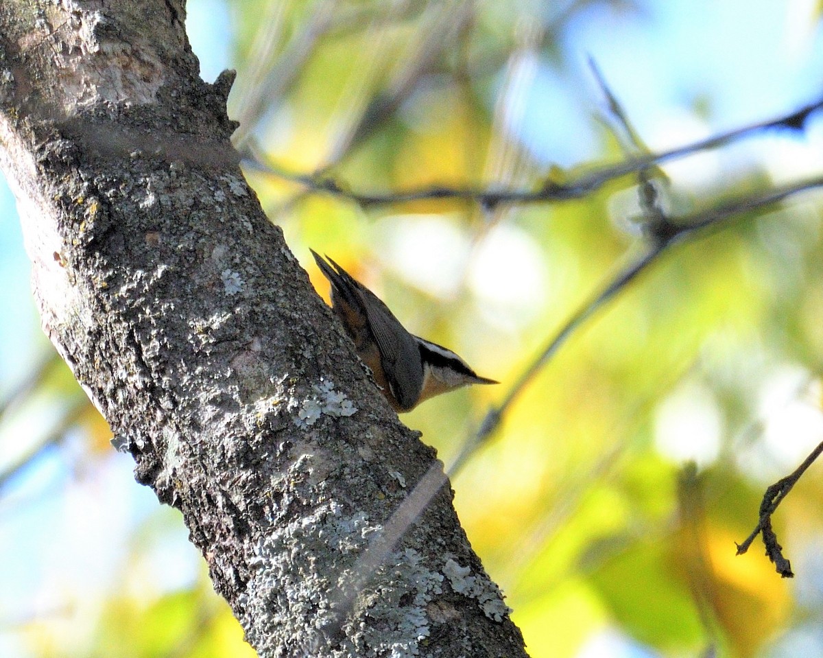 Red-breasted Nuthatch - ML489025741