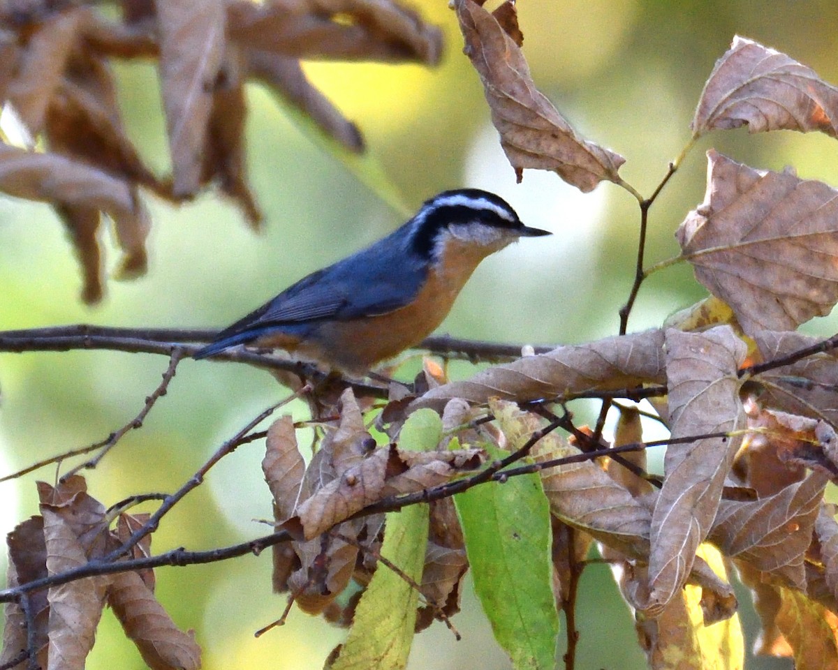 Red-breasted Nuthatch - ML489025751