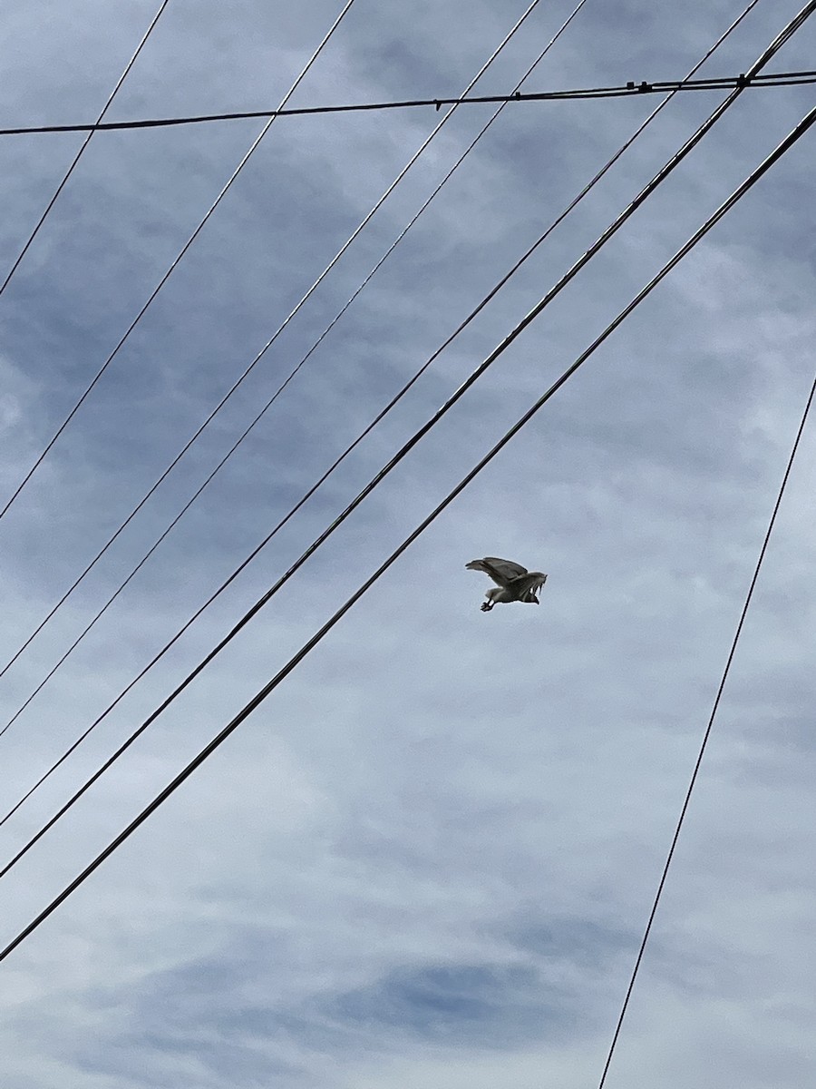 Accipitridae sp. (hawk sp.) - ML489027261