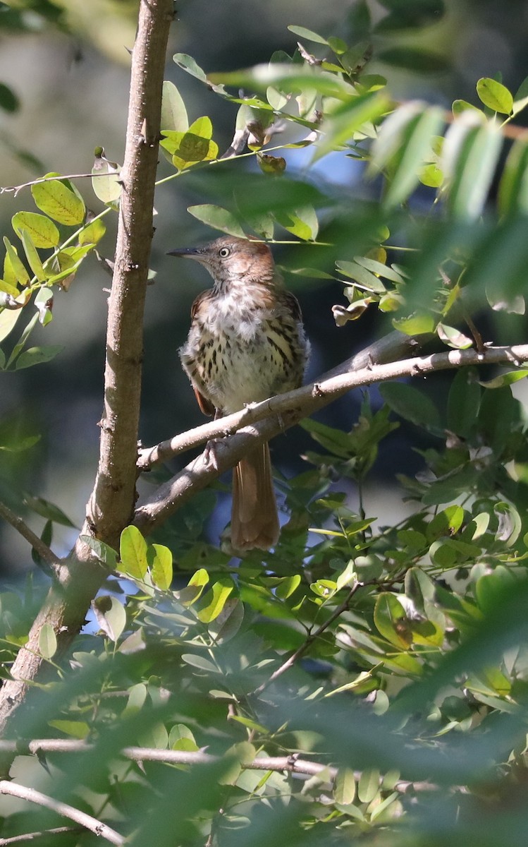 Brown Thrasher - Tom Forwood JR