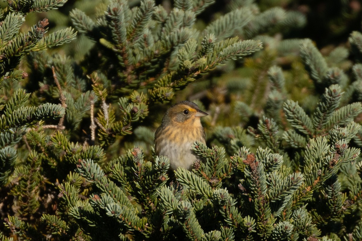 Nelson's Sparrow - ML489029761