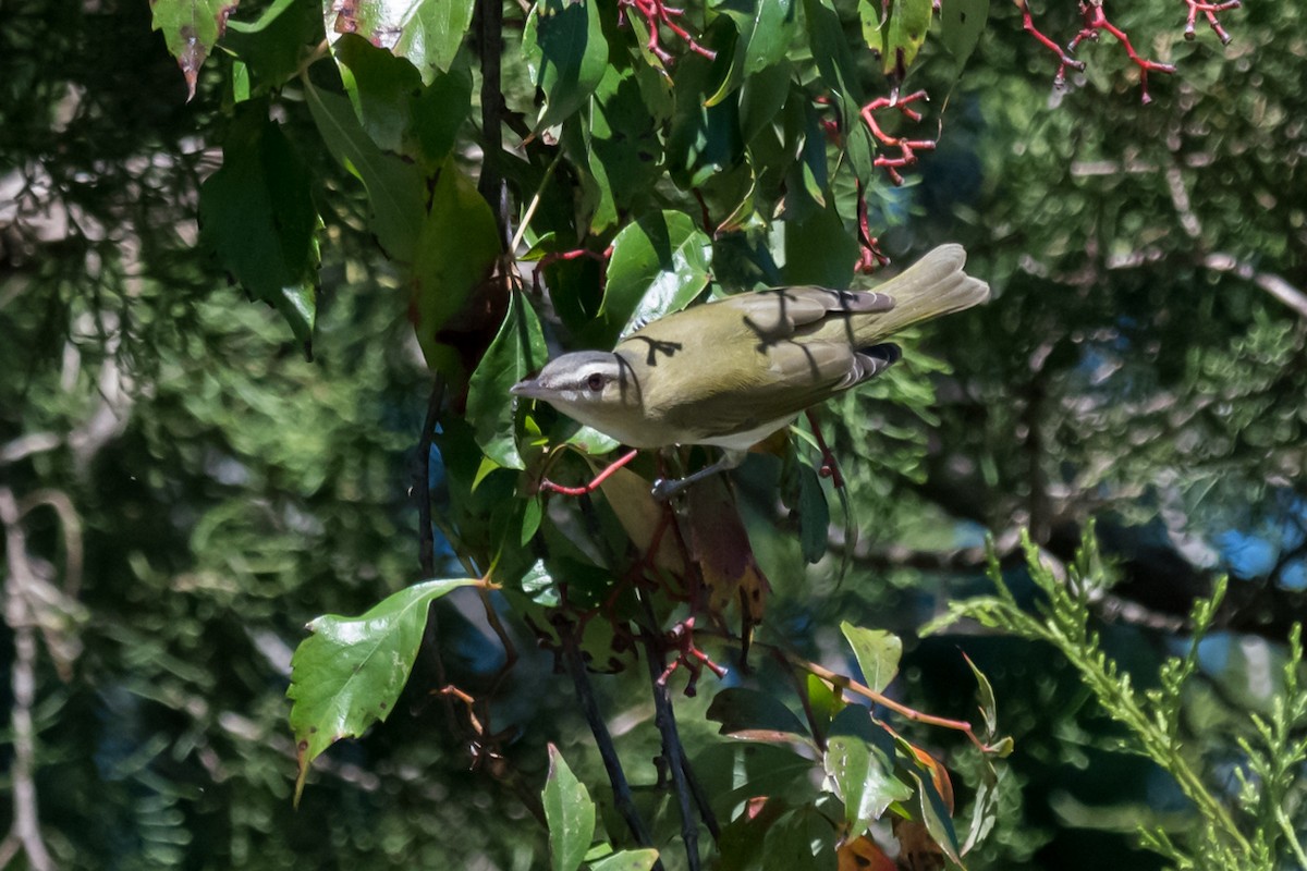 Red-eyed Vireo - ML489029961