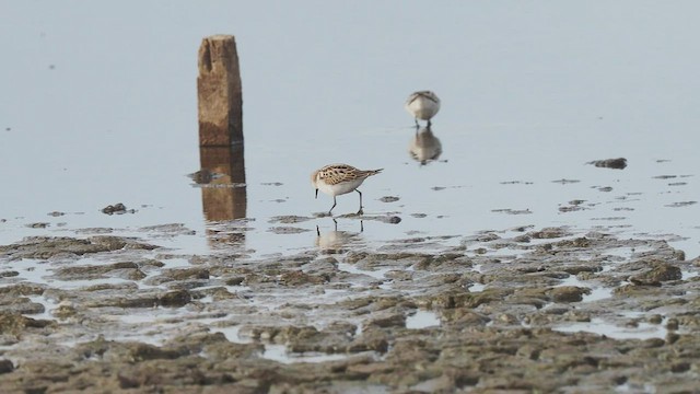 Küçük Kumkuşu - ML489030181