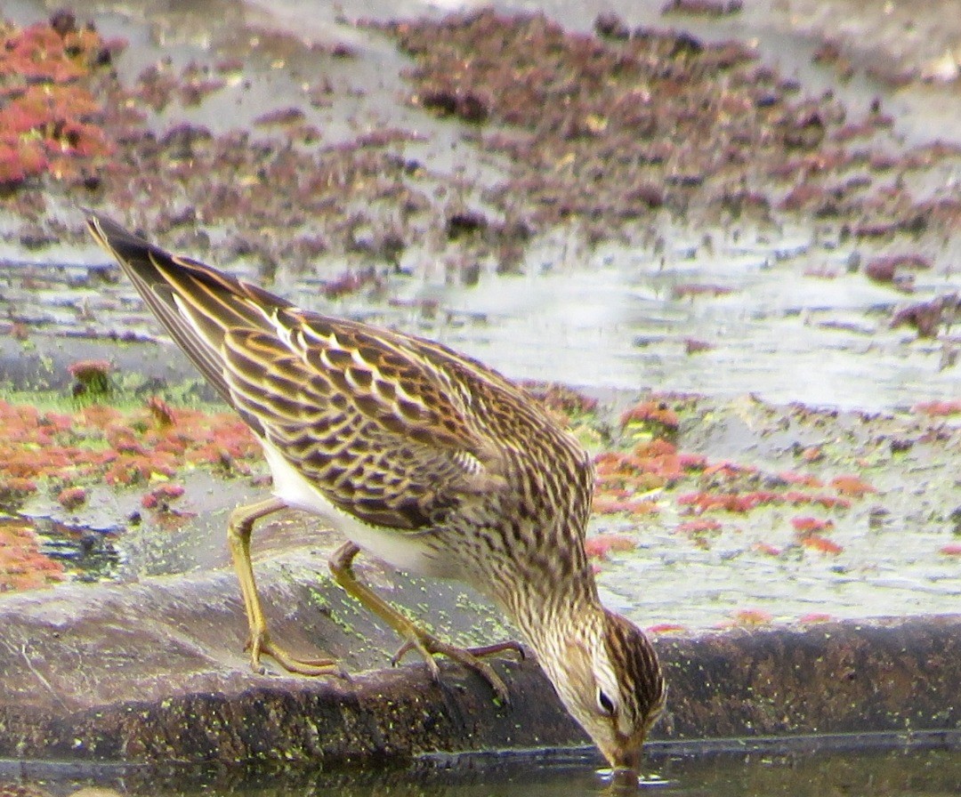 Pectoral Sandpiper - Alfredo Correa