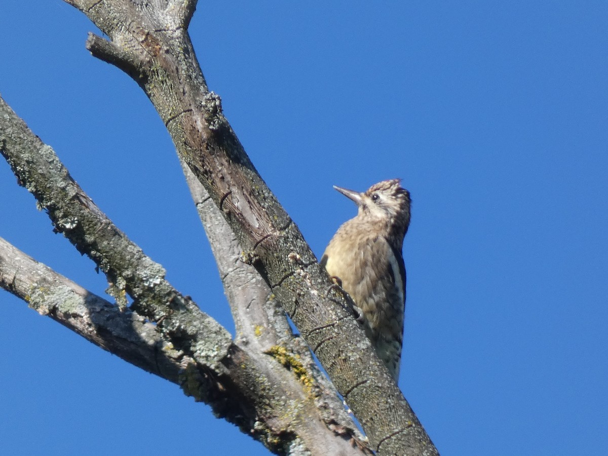 Yellow-bellied Sapsucker - ML489031971