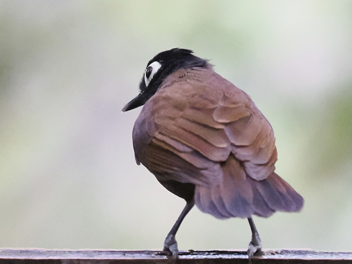 Bare-eyed Antbird - Steven Hunter