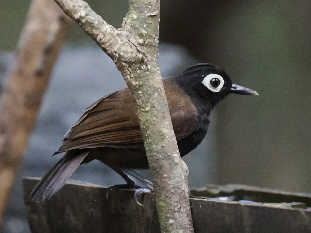 Bare-eyed Antbird - Steven Hunter