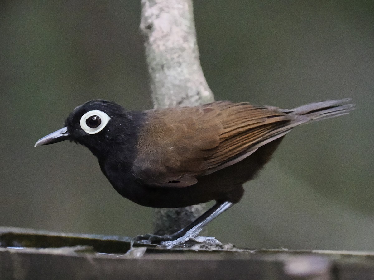 Bare-eyed Antbird - ML489032151