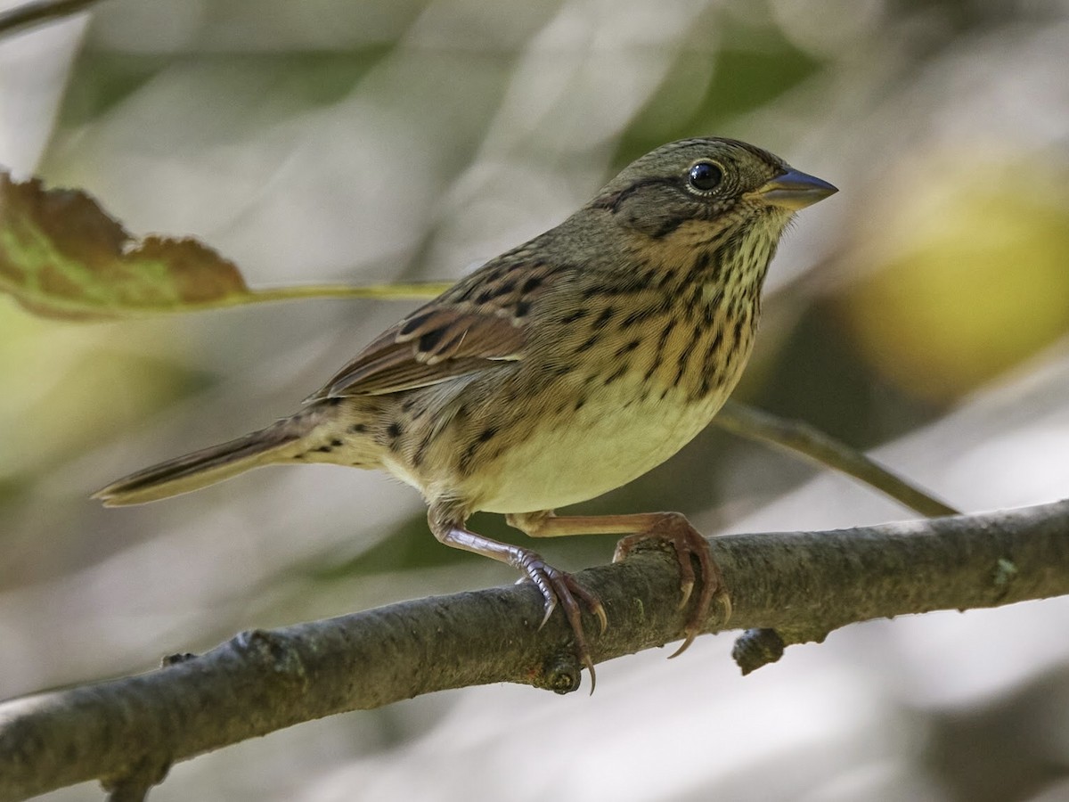 Lincoln's Sparrow - terry VP