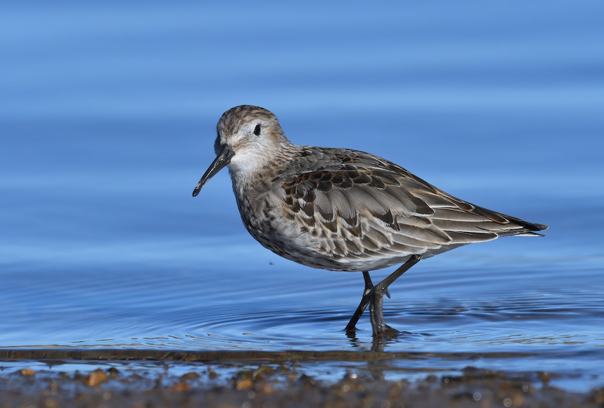 Dunlin - ML489033531