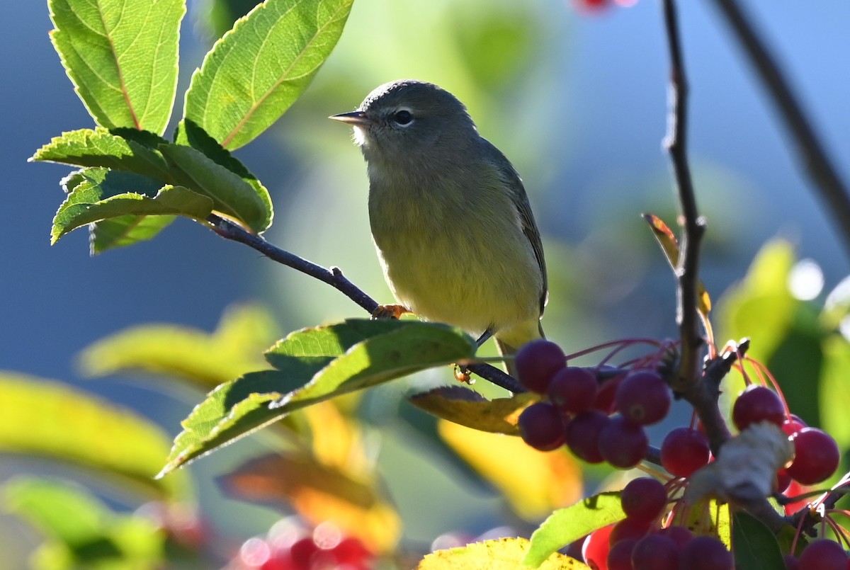 Orange-crowned Warbler - ML489034801