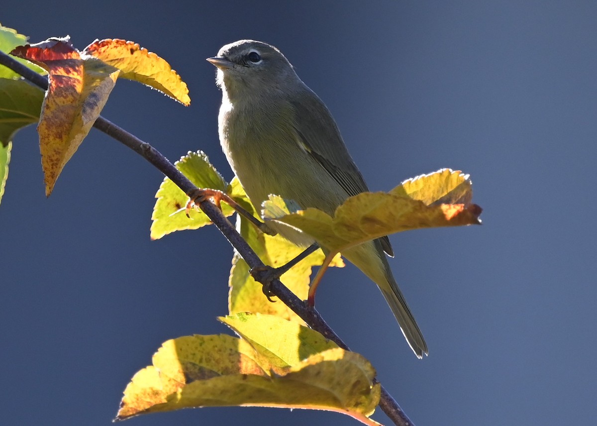 Orange-crowned Warbler - ML489034811