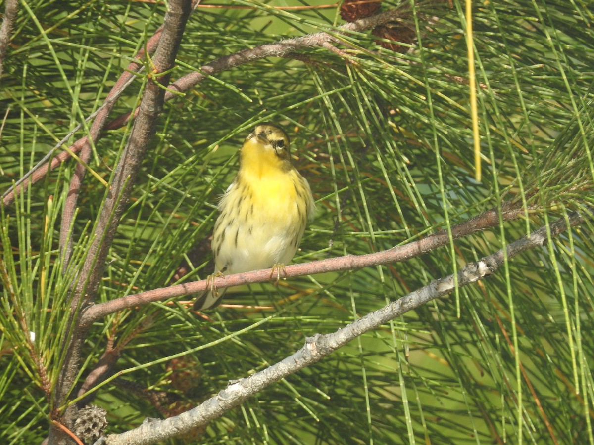 Blackburnian Warbler - ML489035911