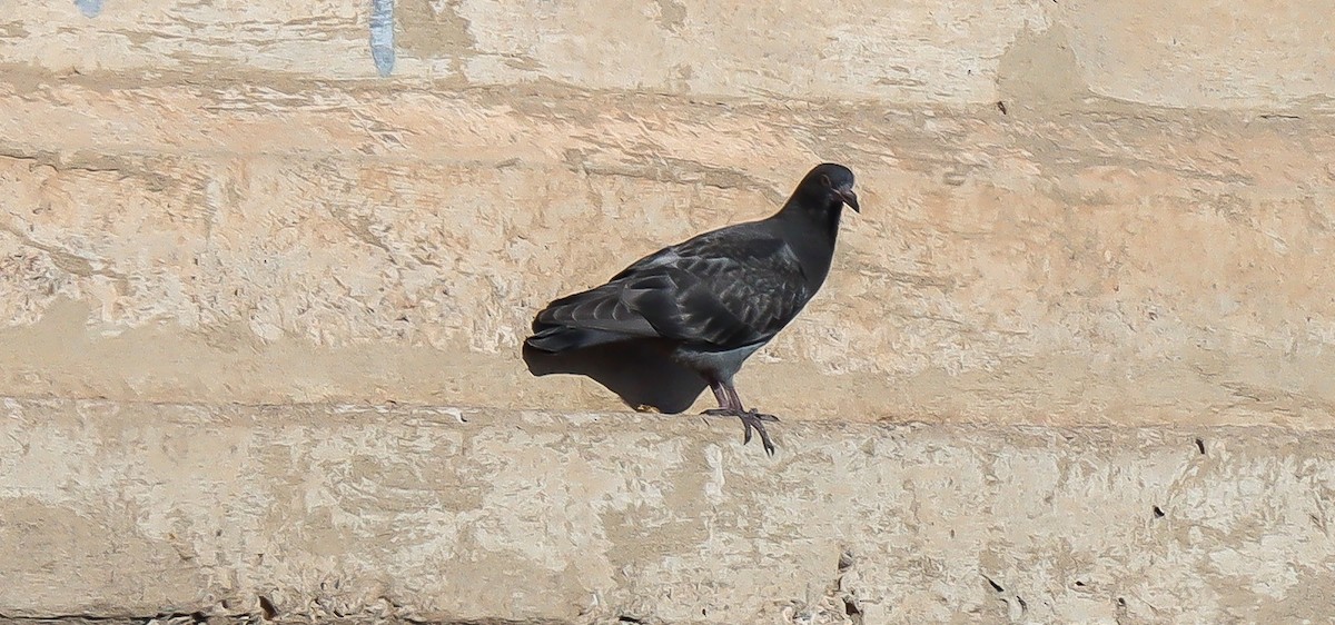 Rock Pigeon (Feral Pigeon) - ML489035941