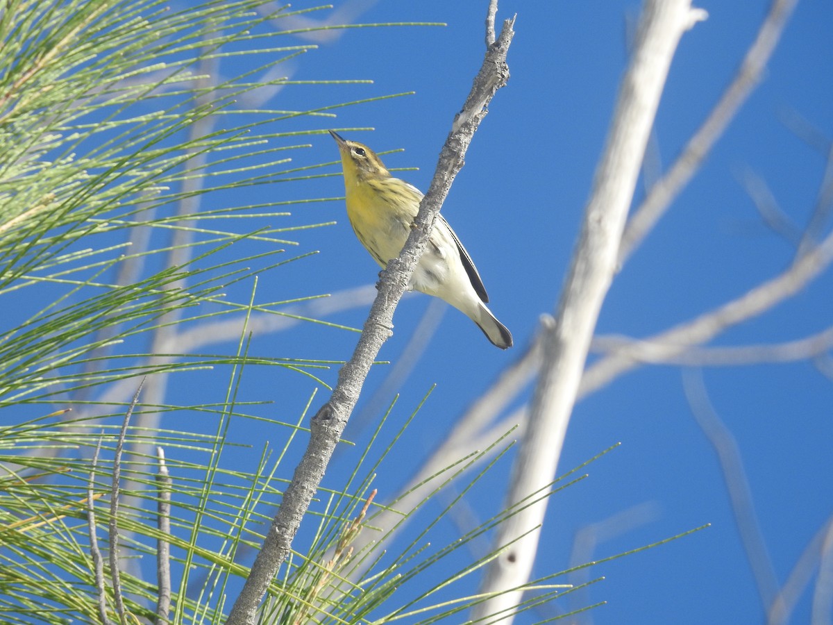 Blackburnian Warbler - ML489036231