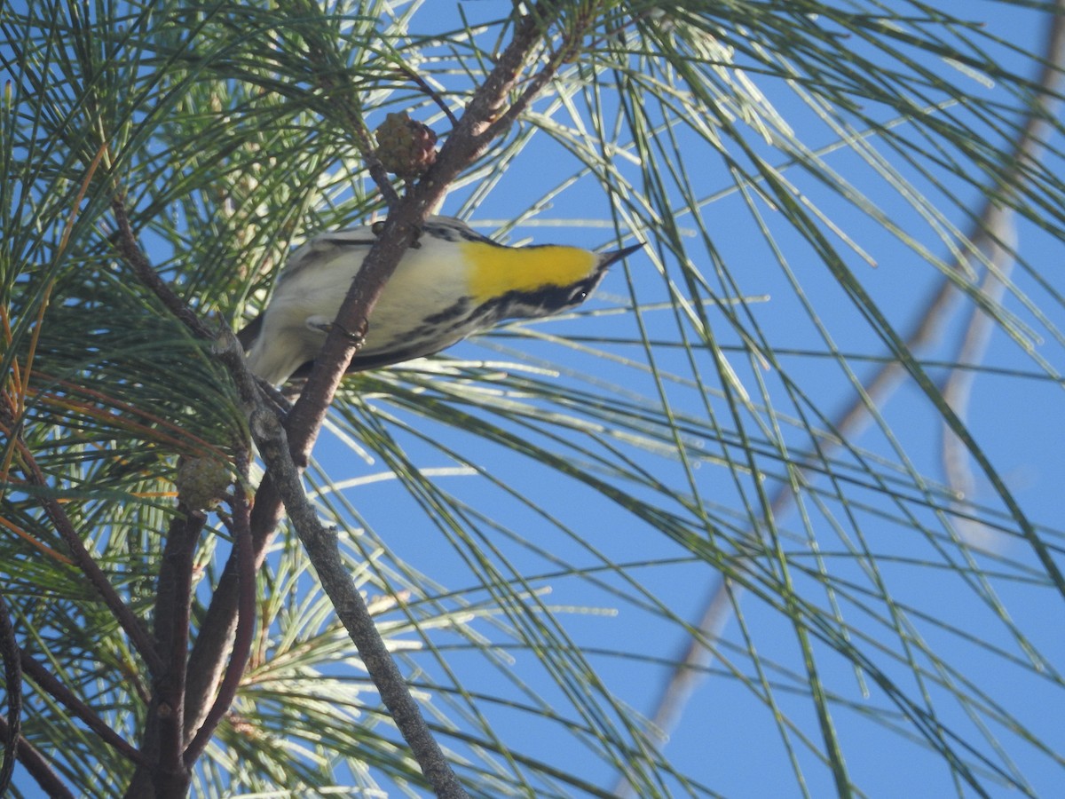 Yellow-throated Warbler - ML489036551