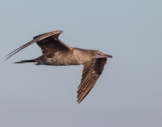 アカアシカツオドリ - eBird
