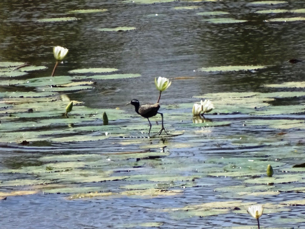 Bronze-winged Jacana - ML48903731