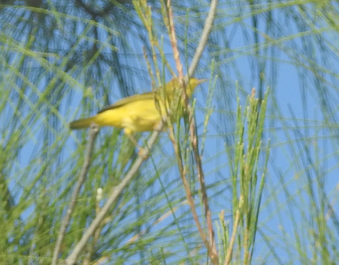Yellow Warbler - Bridget Davis