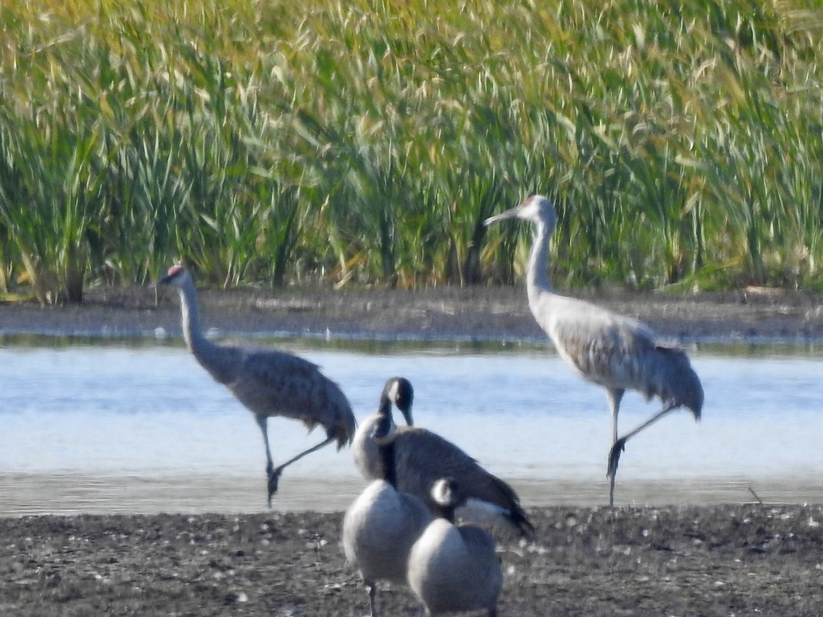 Sandhill Crane - ML489039141