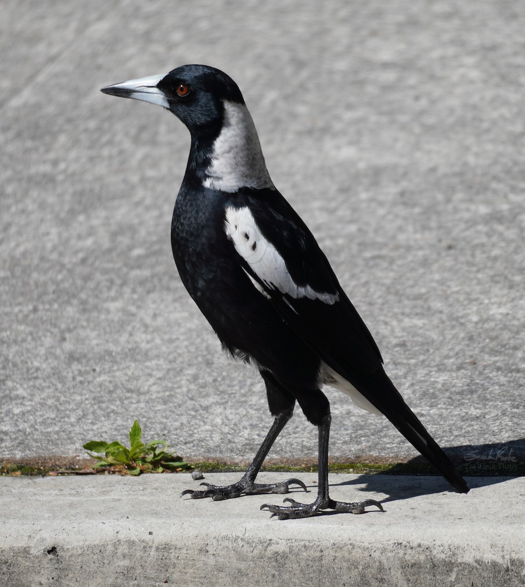 Australian Magpie - ML489040531