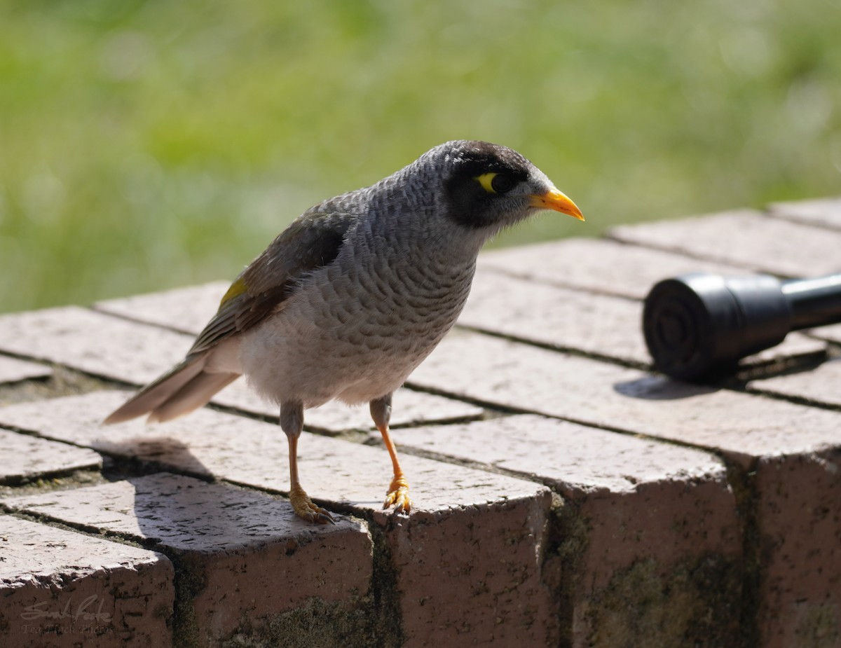 Noisy Miner - ML489040701