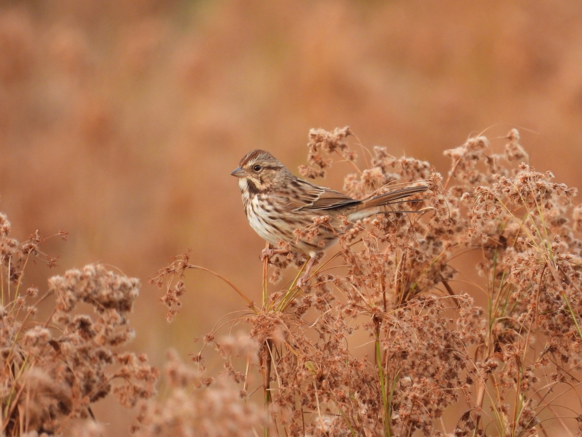 Song Sparrow - ML489040761