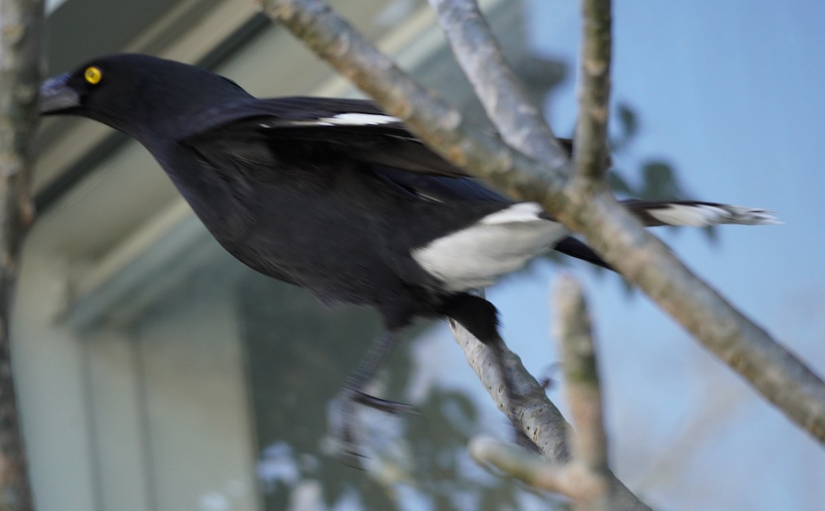 Pied Currawong - ML489040831