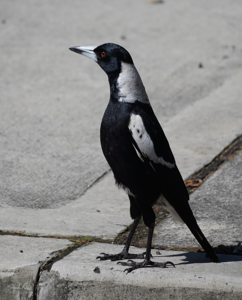 Australian Magpie - ML489040851