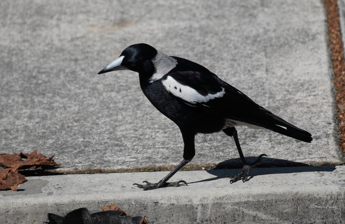 Australian Magpie - ML489040861