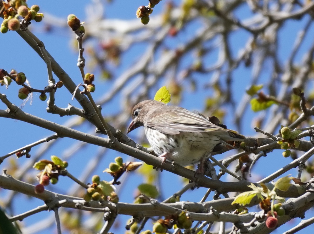 Australasian Figbird - ML489040901