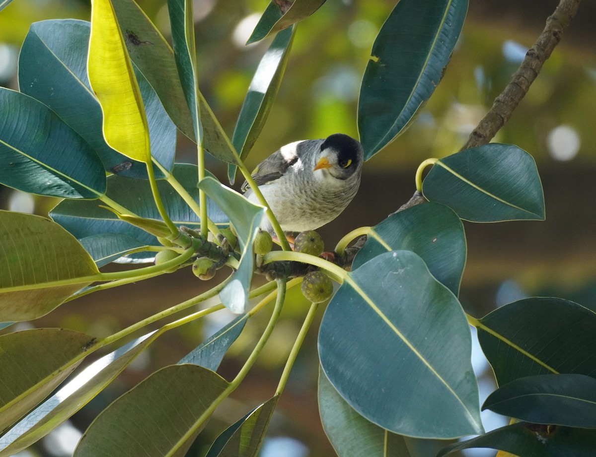 Noisy Miner - ML489041011