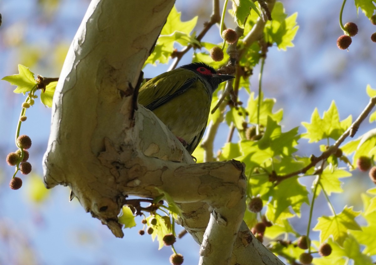 Australasian Figbird - ML489041091
