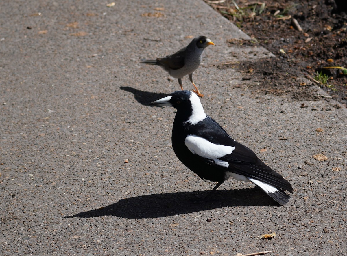 Australian Magpie - ML489041111