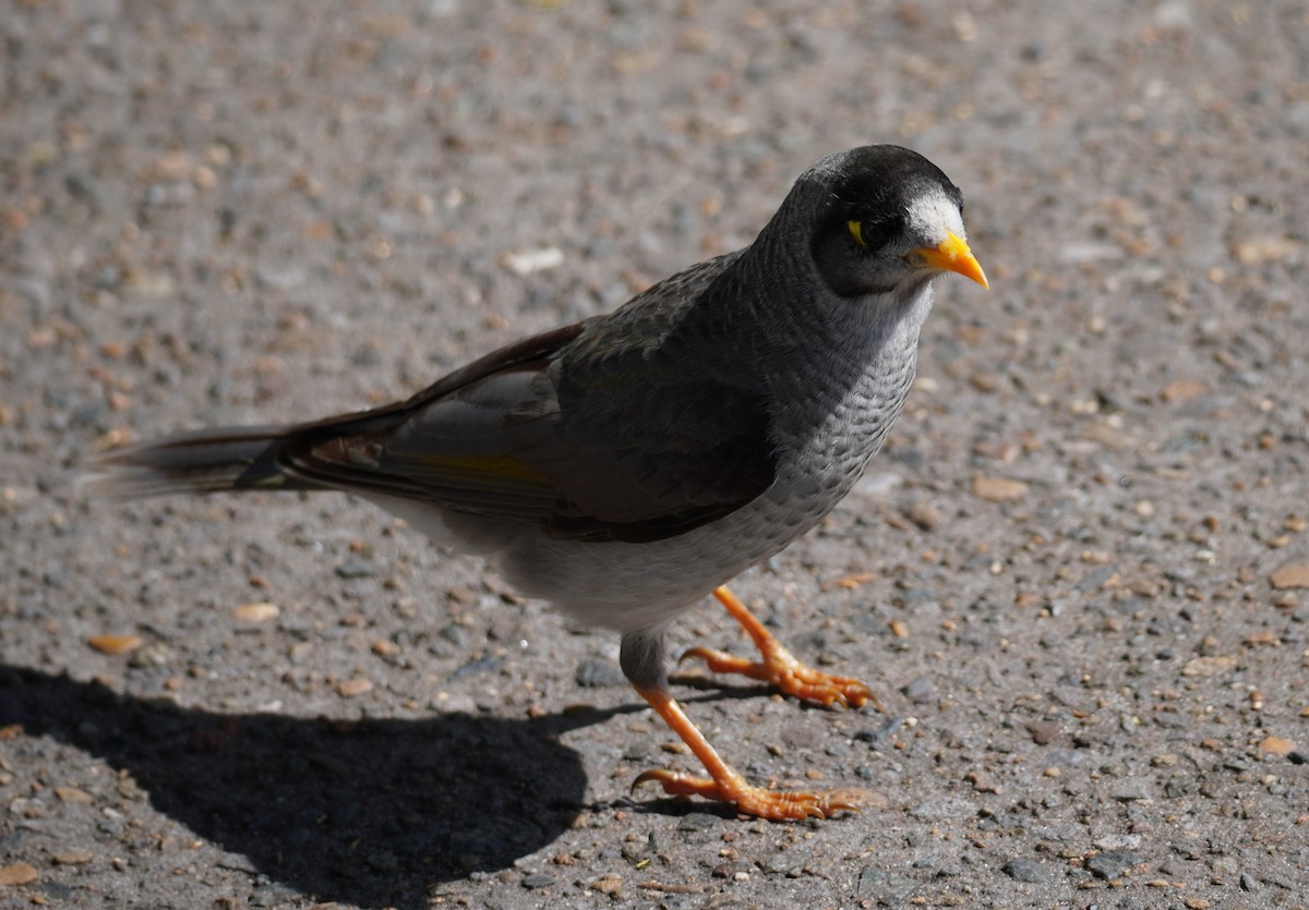 Noisy Miner - ML489041131