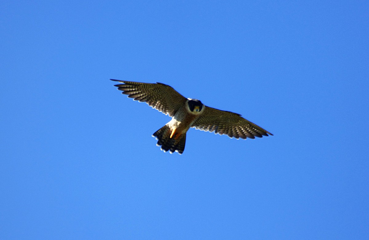 Peregrine Falcon - Eduardo Carranza