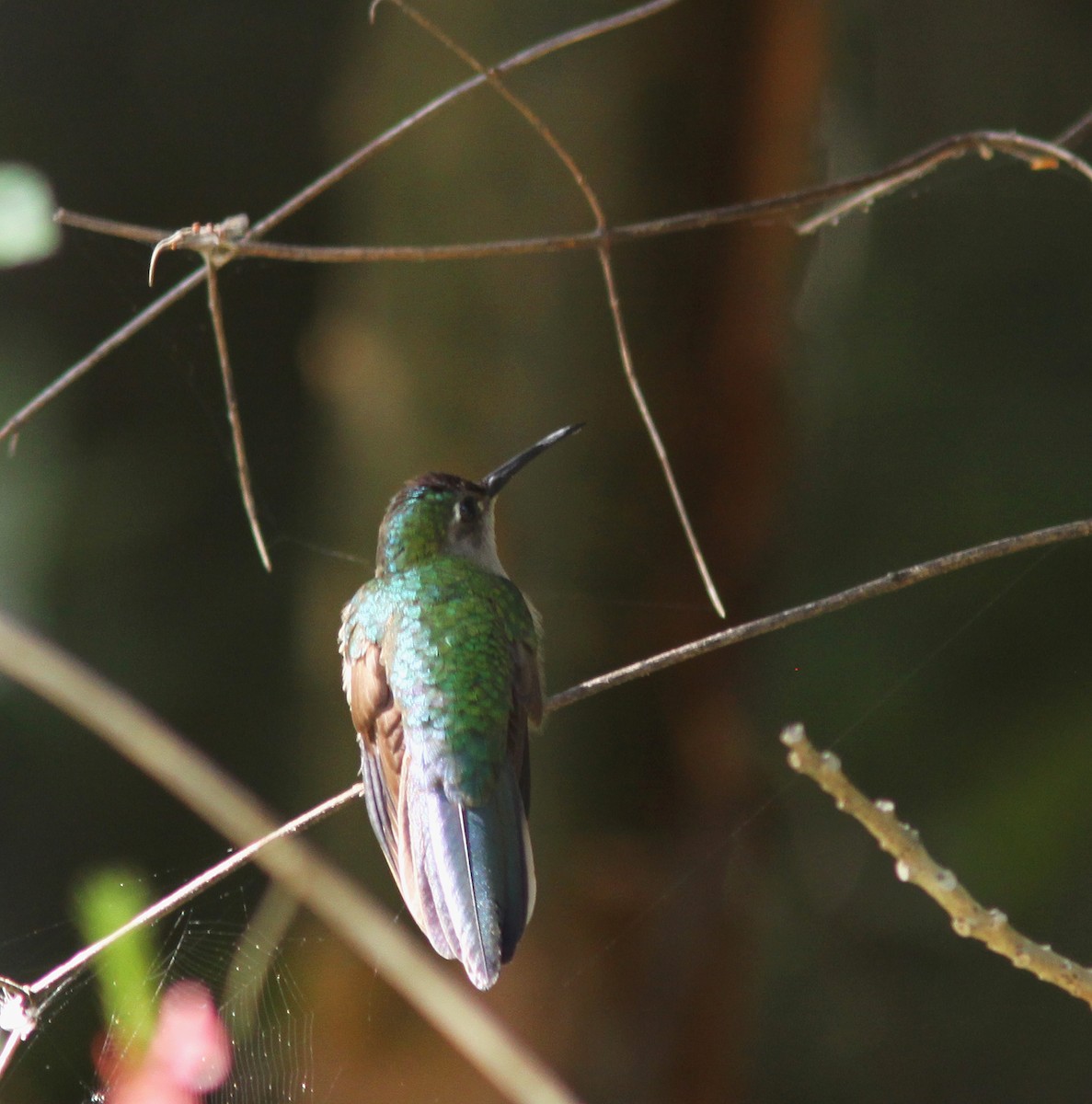 Wedge-tailed Sabrewing - Jorge Montejo