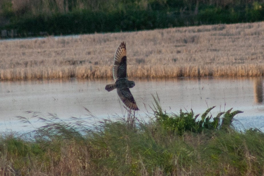 Short-eared Owl - ML48904791