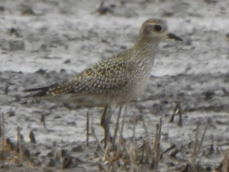 American Golden-Plover - ML489047991