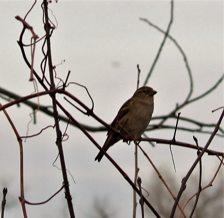 Moineau domestique - ML48904961