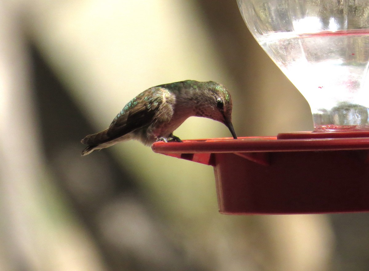 Black-chinned Hummingbird - ML489050261