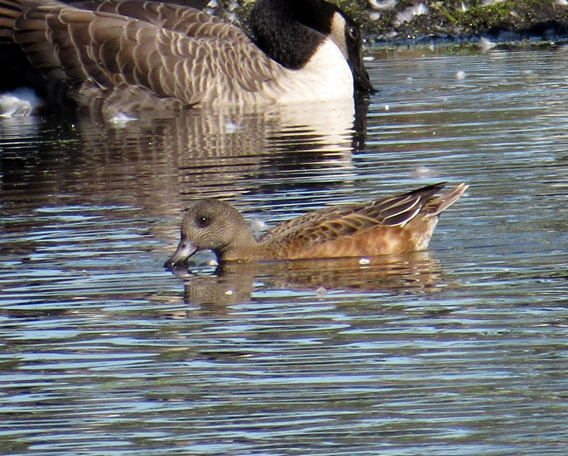 American Wigeon - ML489052001