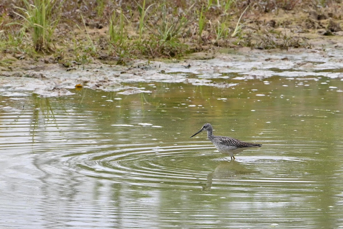 Greater Yellowlegs - ML489054201