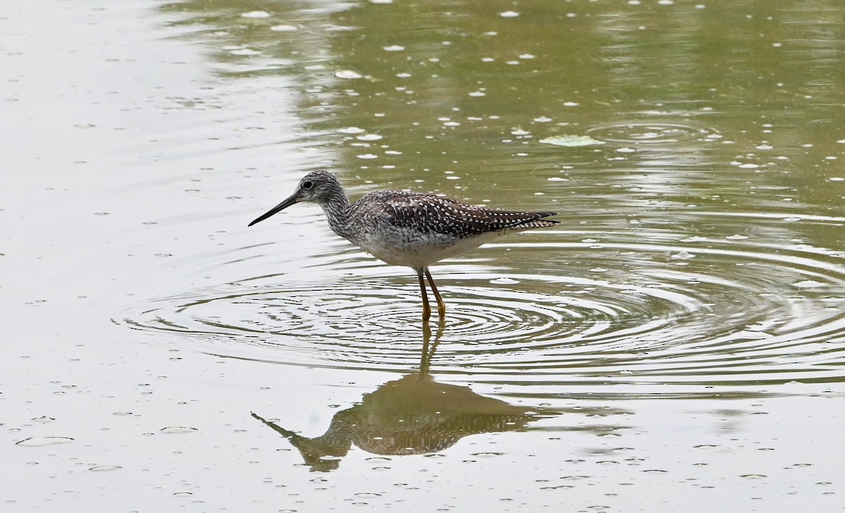 Greater Yellowlegs - ML489054211