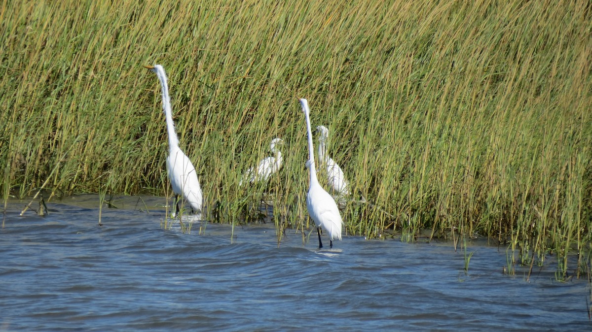 לבנית גדולה - ML489057631