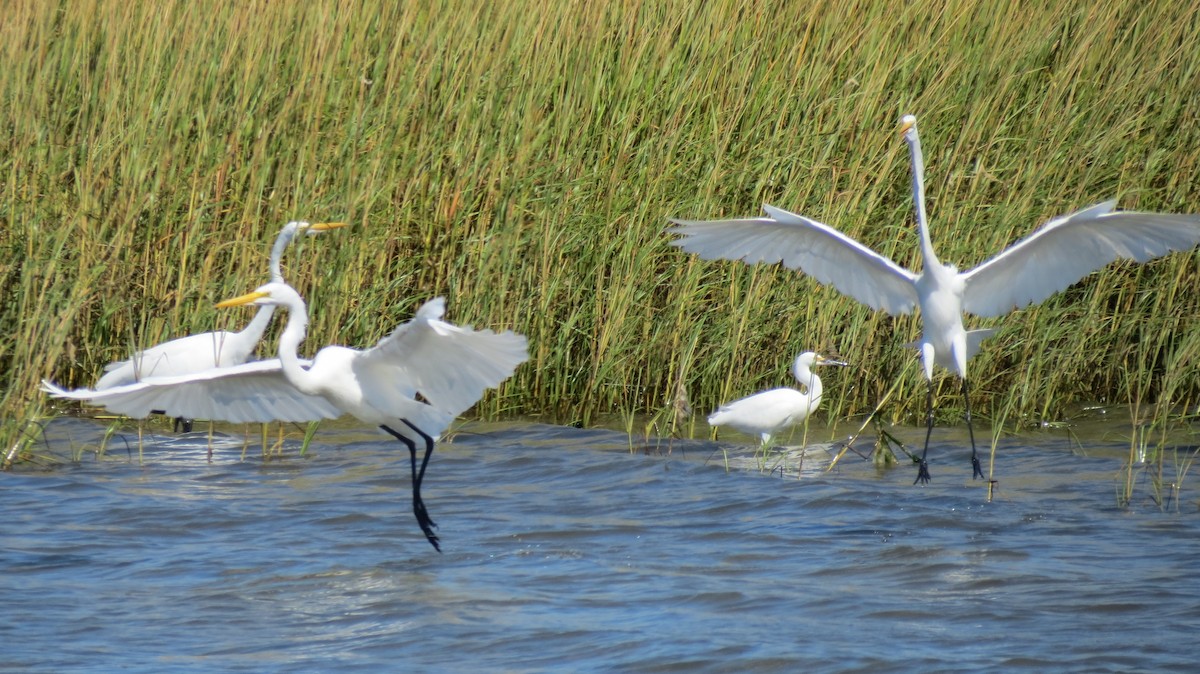 לבנית אמריקנית - ML489057831