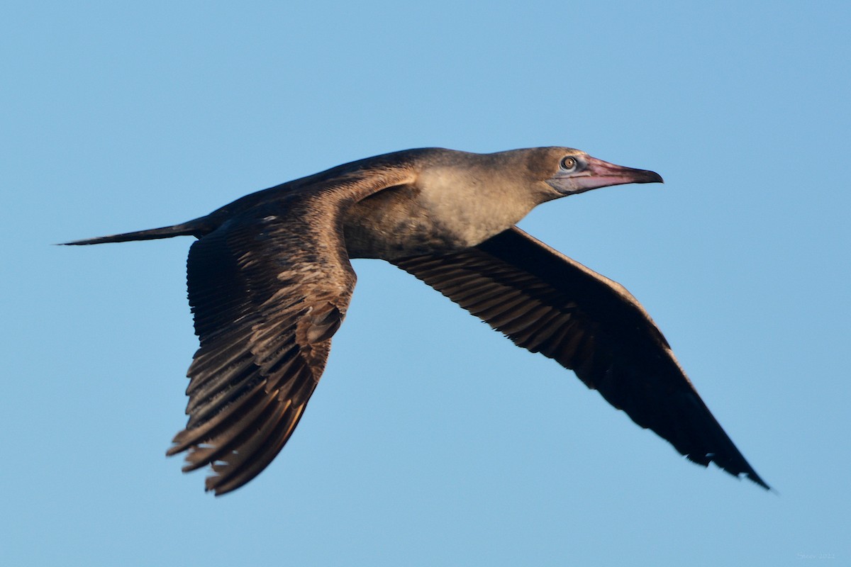 Red-footed Booby - Steve Neely