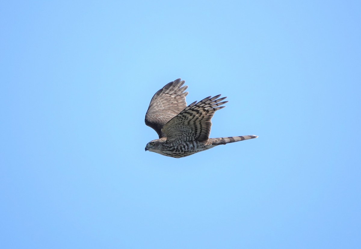 Sharp-shinned Hawk - ML489058211